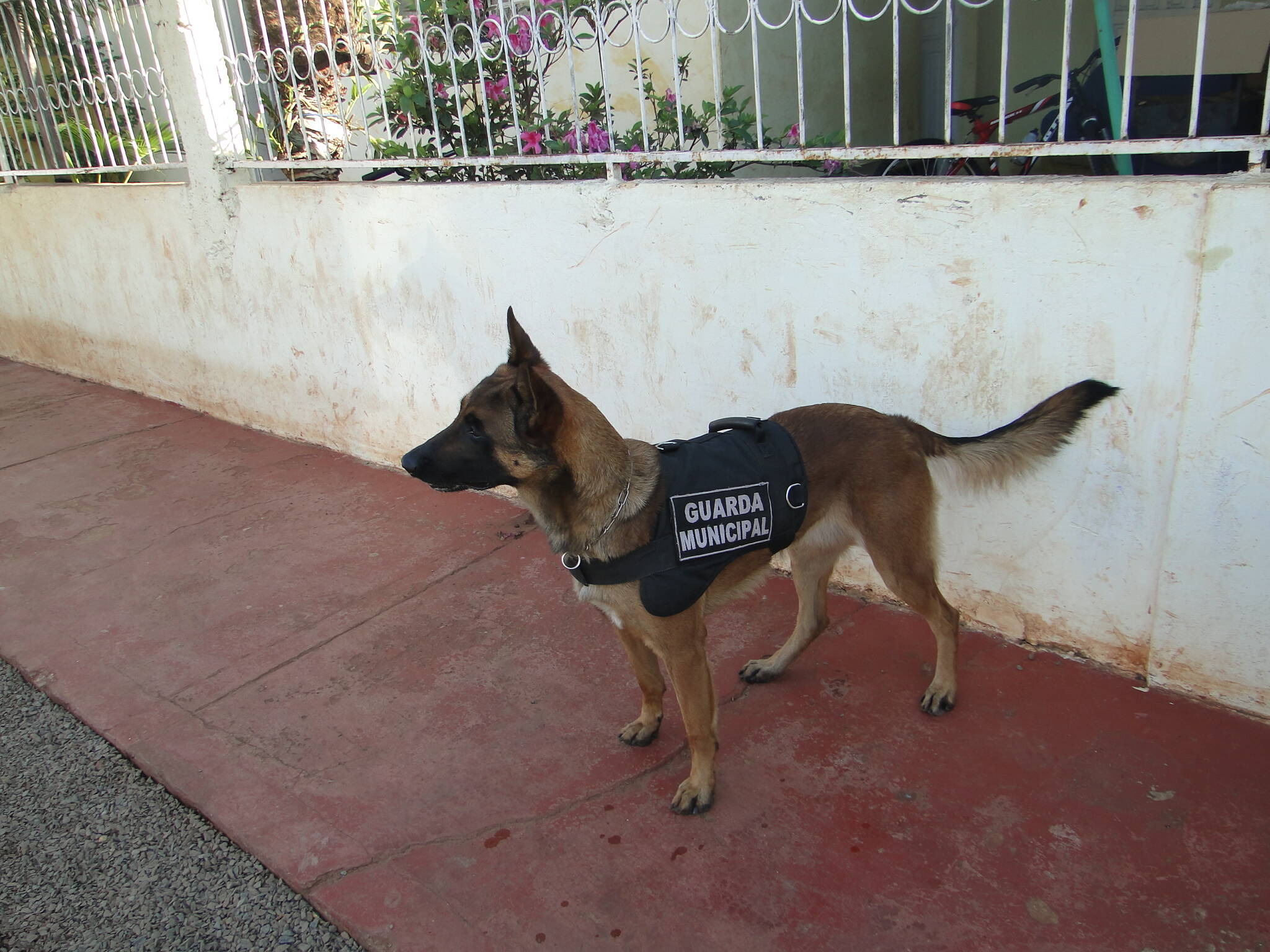 Cão farejador da Guarda Municipal encontra drogas em casas de favela