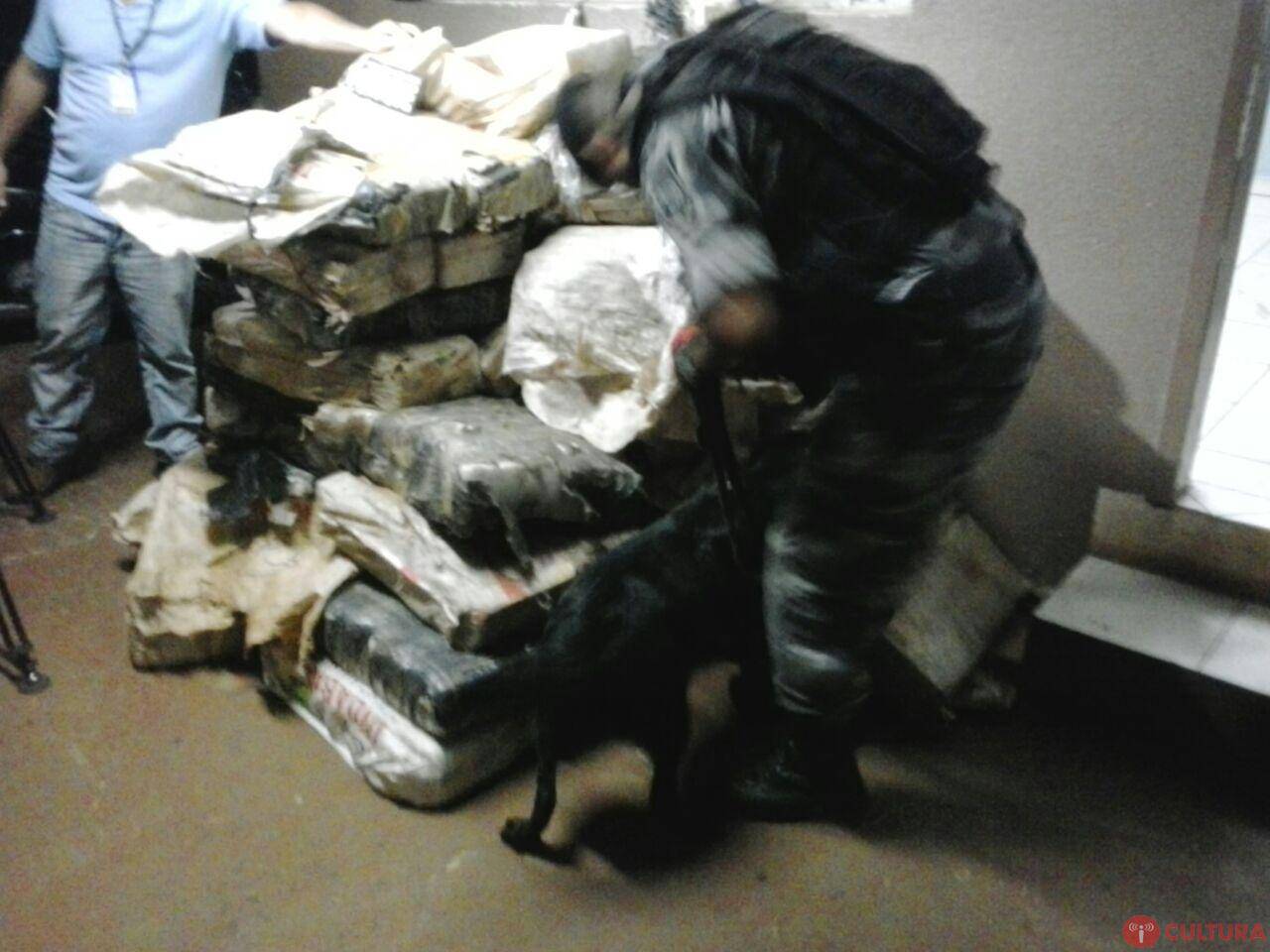 Policiais do CHOQUE apreendem 712 kg de maconha