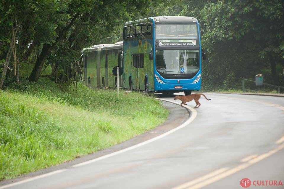 Visitação do Parque Nacional do Iguaçu volta ao normal após onça parda ser vista