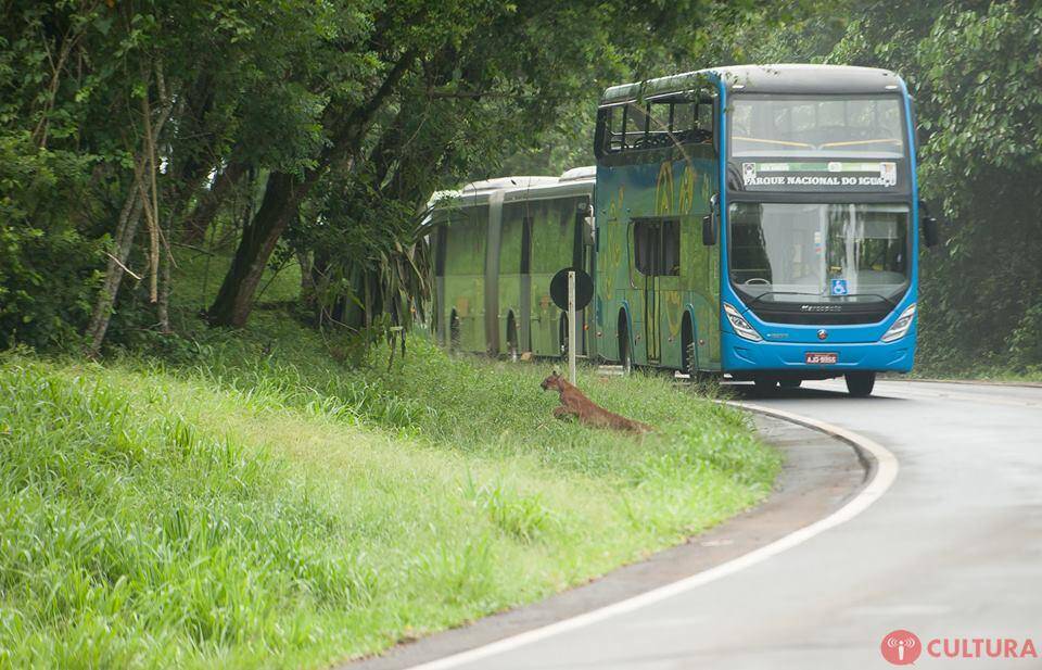 Visitação do Parque Nacional do Iguaçu volta ao normal após onça parda ser vista