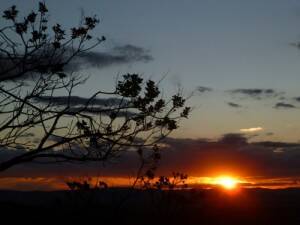 Sunset against dry branches