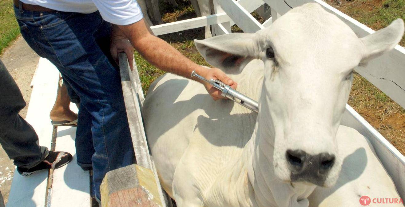 Região Oeste é fundamental para o PR se tornar Estado livre de aftosa sem vacinação