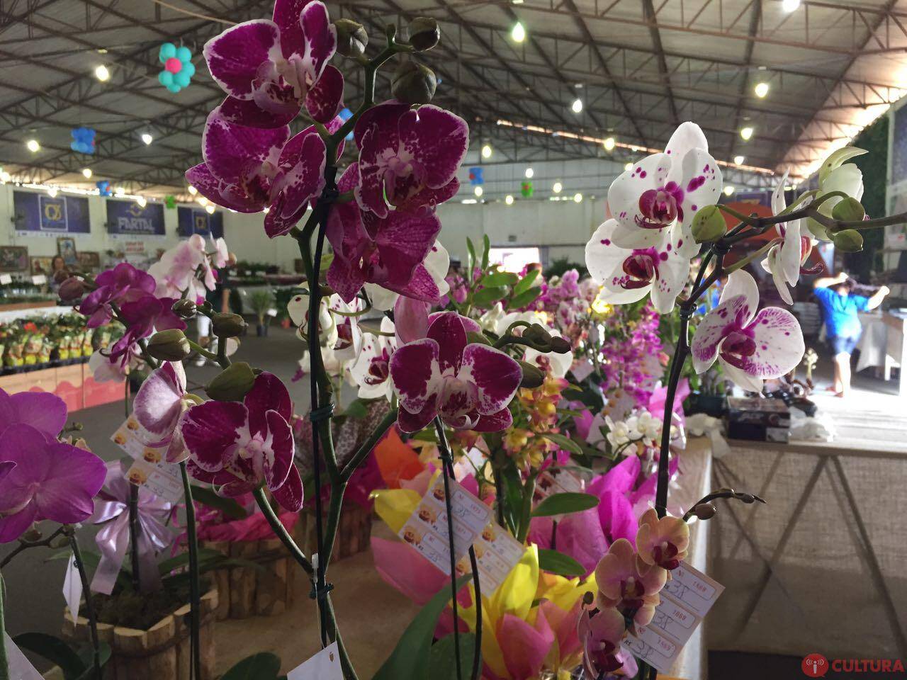 Eco Flores segue até o próximo domingo no Charrua