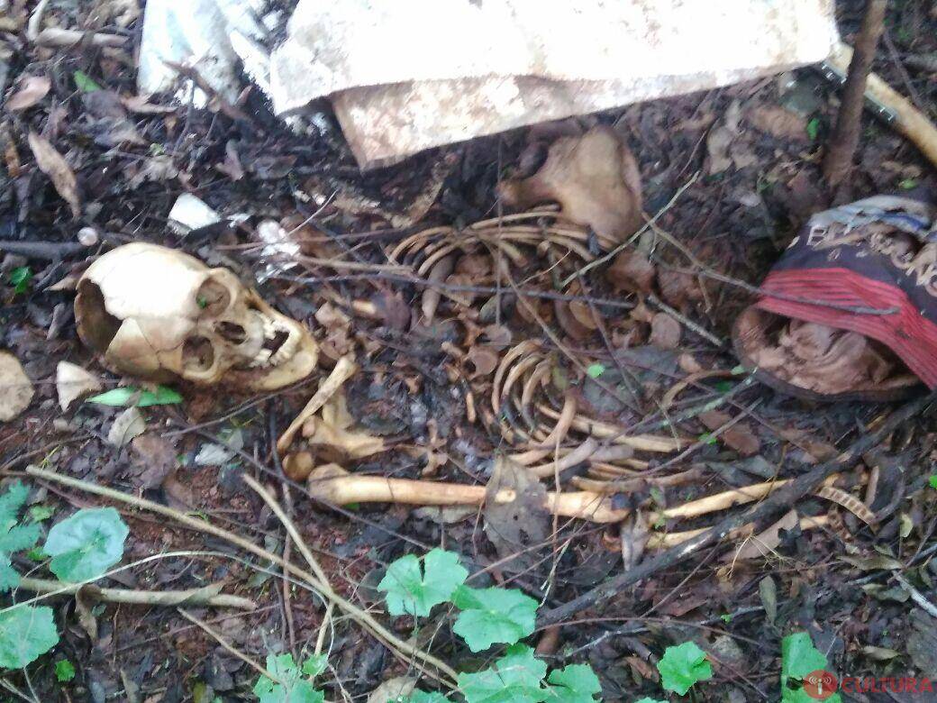 Ossada humana é encontrada em área rural de Foz