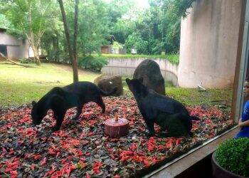 Oncinha do Refúgio Biológico ganha festa de um ano