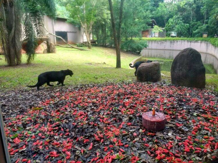 Oncinha do Refúgio Biológico ganha festa de um ano