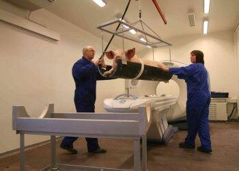 TN70 desenha novos cenários  para a genética suína mundial