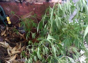 Homem cultivava oito pés de maconha em casa