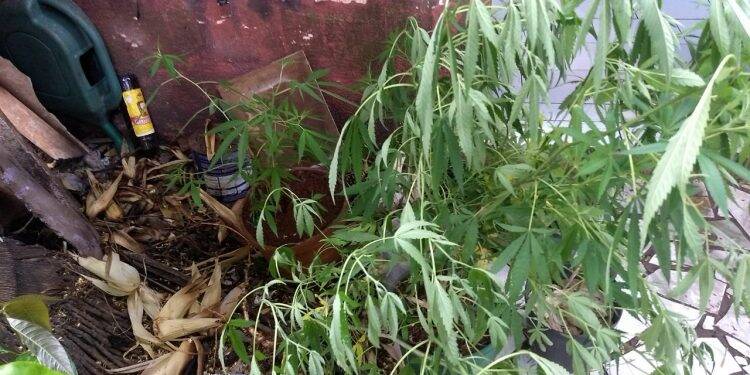 Homem cultivava oito pés de maconha em casa