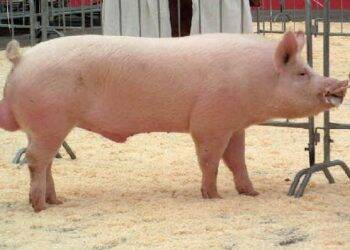 Seara Alimentos quer fechar 2018 com 80 mil matrizes Topigs Norsvin