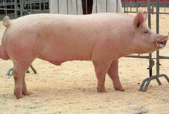 Seara Alimentos quer fechar 2018 com 80 mil matrizes Topigs Norsvin