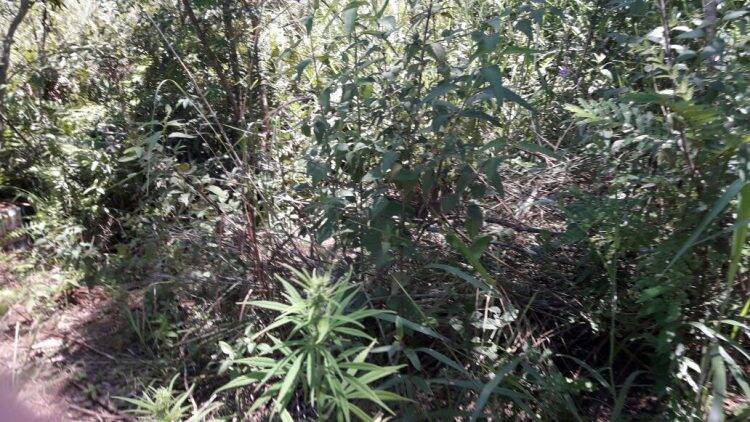 Polícia encontra plantação de maconha em STI