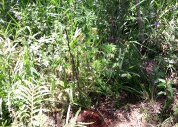Polícia encontra plantação de maconha em STI