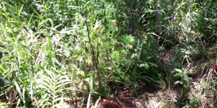 Polícia encontra plantação de maconha em STI