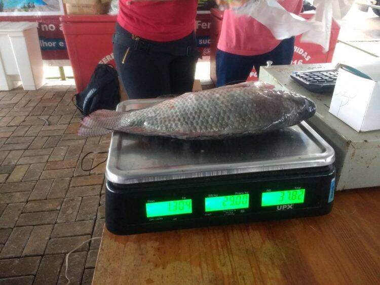 Começa a 14° Feira do Peixe Vivo
