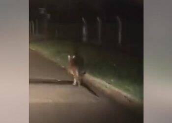 Vídeo mostra puma correndo pelas ruas de Cidade do Leste