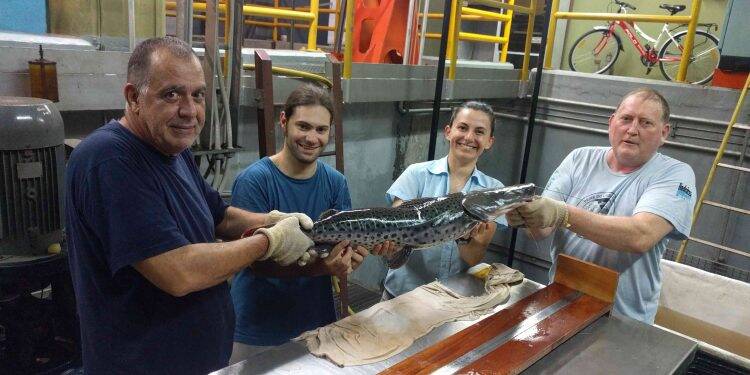 Peixes marcados em Yacyretá vencem 480 km e passam pelo Canal da Piracema