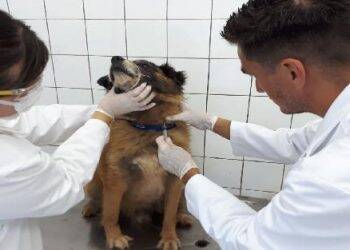 CCZ orienta população sobre agendamento de exame de leishmaniose