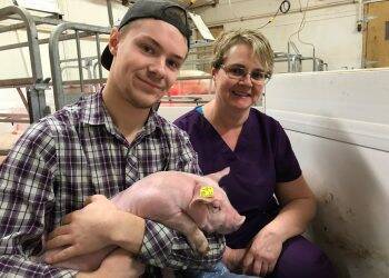 40 milhões de suínos estão no banco de  dados da Topigs Norsvin, o Pigbase