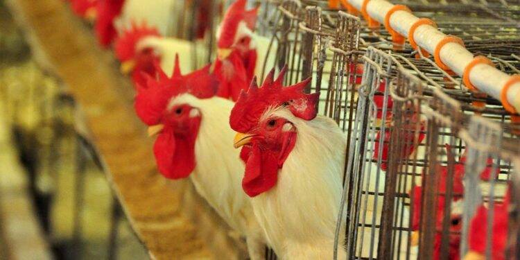Europa proíbe venda de frango de quatro frigoríficos do oeste paranaense