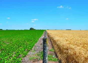 Brasil deve virar maior produtor mundial de soja em 2018