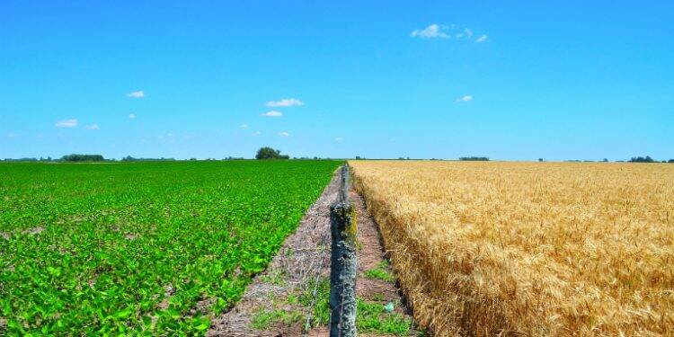 Brasil deve virar maior produtor mundial de soja em 2018