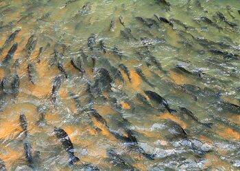 Cadeia do pescado será tema de audiência pública na Câmara