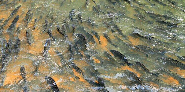 Cadeia do pescado será tema de audiência pública na Câmara