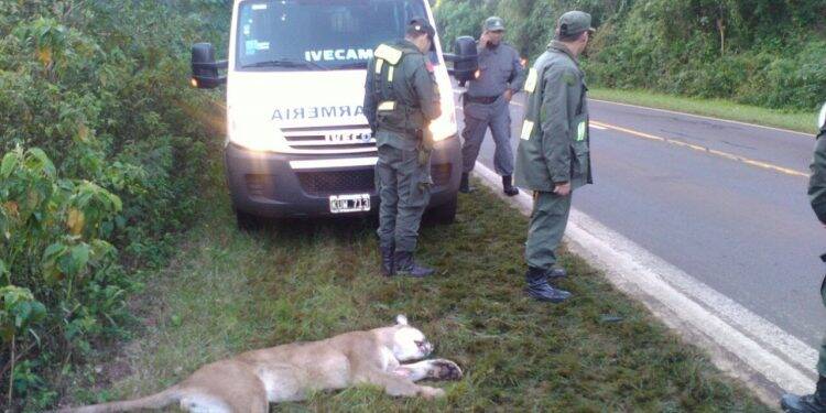 Puma morre atropelado no lado argentino do Parque Nacional do Iguaçu