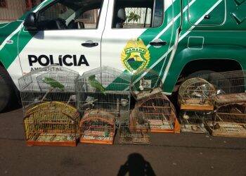 Polícia Ambiental realiza operação para combater tráfico de pássaros silvestres
