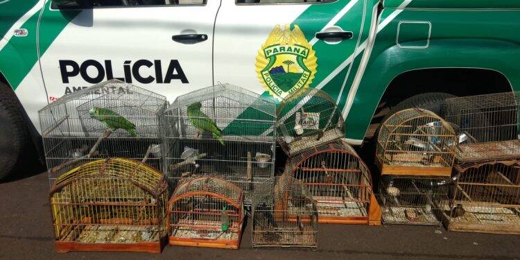 Polícia Ambiental realiza operação para combater tráfico de pássaros silvestres