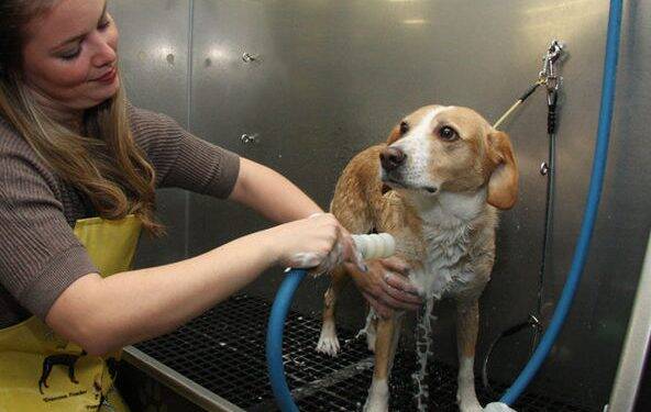 Câmara aprova obrigatoriedade de câmeras em pet shops de Foz do Iguaçu