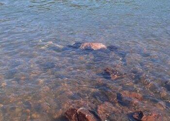 Mulher é encontrada morta no rio Paraná