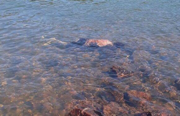 Mulher é encontrada morta no rio Paraná