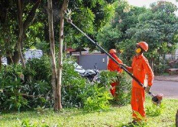 Prefeitura apresenta nova proposta para desburocratizar o corte de árvores