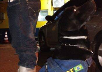 Em duas horas, cães da PRF encontram haxixe e maconha em dois ônibus no Paraná