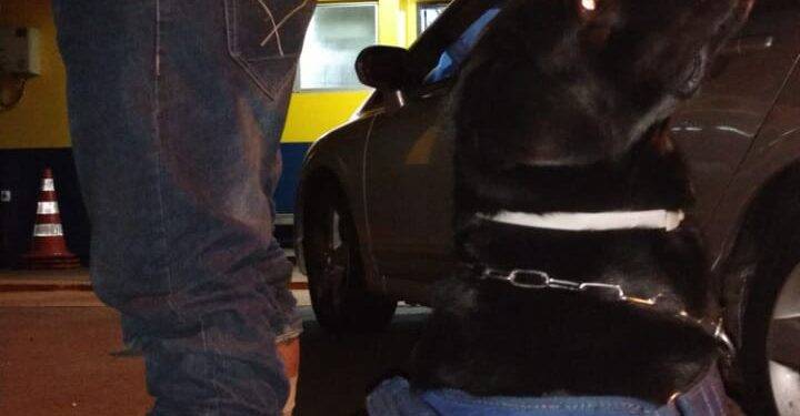 Em duas horas, cães da PRF encontram haxixe e maconha em dois ônibus no Paraná