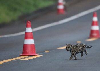 Projeto Onças do Iguaçu confirma três filhotes oncinhas no Parque Nacional