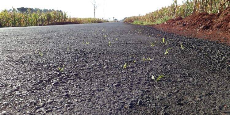 Uma flor nasceu no asfalto? Mato surge em novo asfalto da Aparecidinha