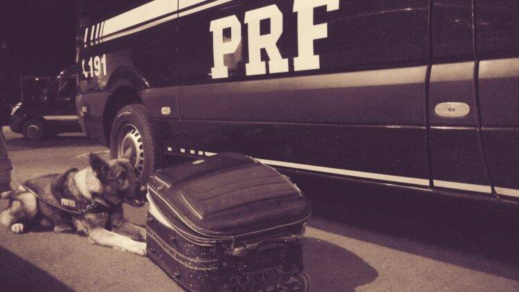 Em duas horas, cães da PRF encontram haxixe e maconha em dois ônibus no Paraná