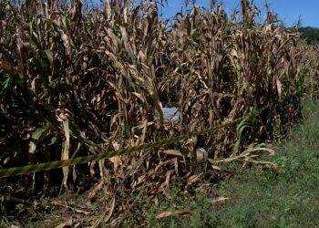 Homem é encontrado morto em milharal