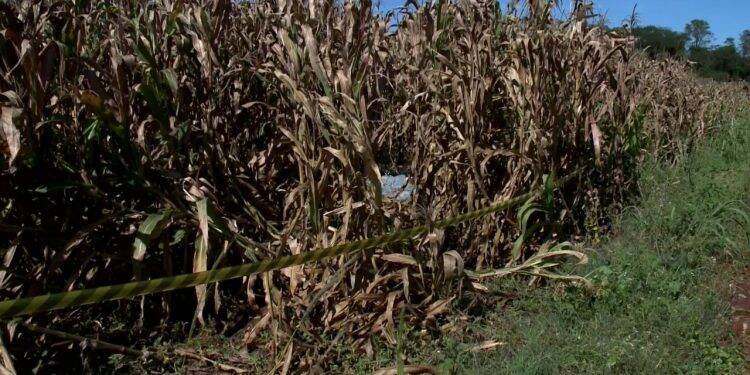 Homem é encontrado morto em milharal