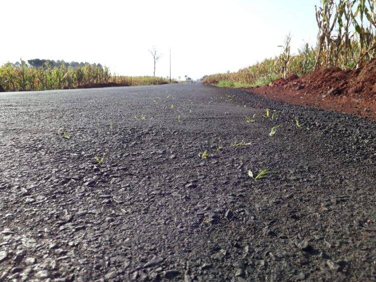 Uma flor nasceu no asfalto? Mato surge em novo asfalto da Aparecidinha