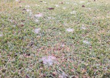 Semana começa fria e com geada em Foz do Iguaçu