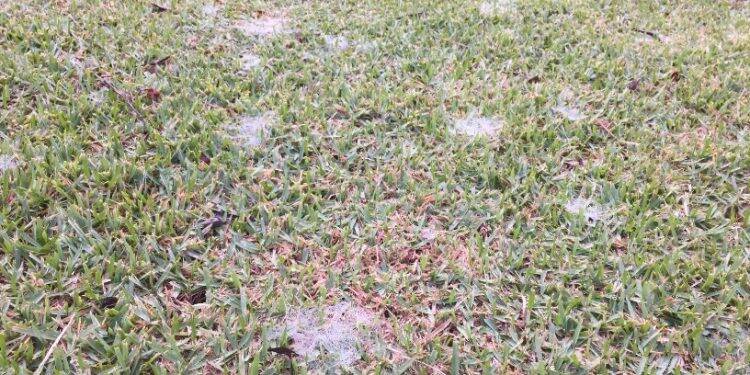 Semana começa fria e com geada em Foz do Iguaçu