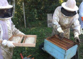 Apicultores de Santa Helena iniciam manejos para safra do mel