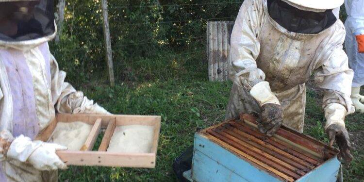 Apicultores de Santa Helena iniciam manejos para safra do mel