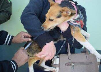 CCZ inicia vacinação contra raiva na zona rural de Foz