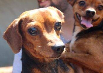 Prefeitura protocolou quase 900 pedidos de castração de cães e gatos