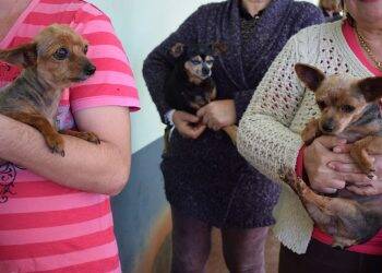 Prefeitura inicia programa de castração de cães e gatos